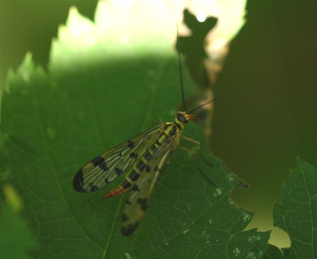 Panorpa sp.